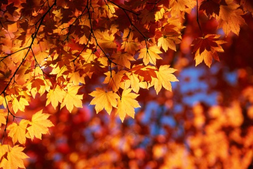 The Garden in Autumn