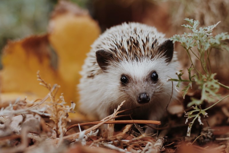 Preparing the garden for Winter and getting ready for Spring