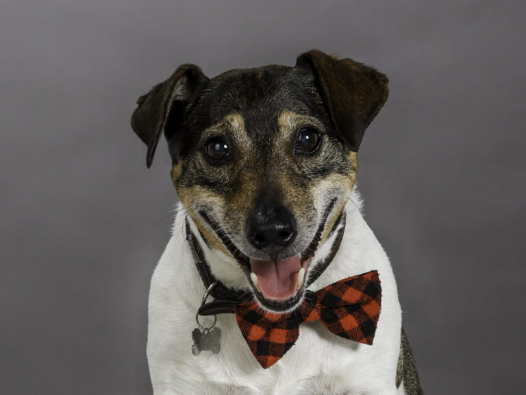 23034Carroll 17 768x576